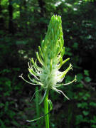 Phyteuma spicatum / Ährige Teufelskralle / Campanulaceae / Glockenblumengewächse