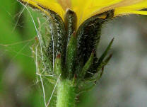 Picris hieracioides / Gewhnliches Bitterkraut / Asteraceae / Korbbltengewchse