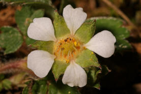 Potentilla sterilis / Erdbeer-Fingerkraut / Rosaceae / Rosengewchse