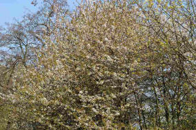 Prunus avium / Vogel-Kirsche / Rosaceae / Rosengewchse