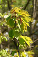 Prunus avium / Vogel-Kirsche / Rosaceae / Rosengewchse