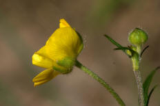 Ranunculus acris / Scharfer Hahnenfu / Ranunculaceae / Hahnenfugewchse