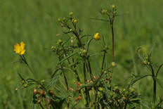 Ranunculus acris / Scharfer Hahnenfu / Ranunculaceae / Hahnenfugewchse