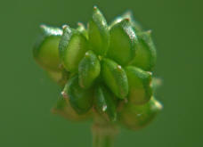 Ranunculus bulbosus / Knolliger Hahnenfu / Ranunculaceae / Hahnenfugewchse