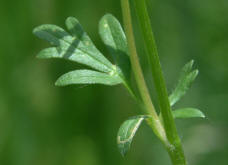 Ranunculus bulbosus / Knolliger Hahnenfu / Ranunculaceae / Hahnenfugewchse