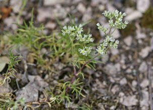 Scleranthus perennis / Ausdauernder Knuel / Caryophyllaceae / Nelkengewchse