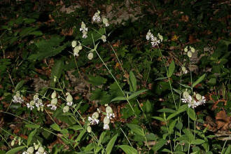 Silene vulgaris ssp. vulgaris / Gewhnliches Taubenkropf-Leimkraut / Caryophyllaceae / Nelkengewchse