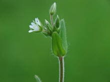 Stellaria nemorum / Hain-Sternmiere / Wald-Sternmiere / Caryophyllaceae / Nelkengewchse