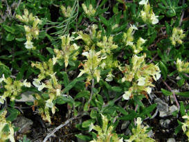 Teucrium montanum / Berg-Gamander / Lamiaceae / Lippenbltengewchse