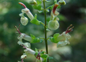 Teucrium scorodonia / Salbei-Gamander / Lamiaceae / Lippenbltengewchse