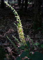 Teucrium scorodonia / Salbei-Gamander / Lamiaceae / Lippenbltengewchse