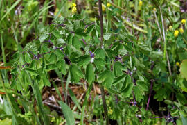Thalictrum aquilegiifolium / Akeleiblttrige Wiesenraute / Ranunculaceae / Hahnenfugewchse