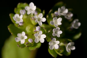 Valerianella locusta / Gewhnlicher Feldsalat / Rapunzel / Valerianaceae / Baldriangewchse
