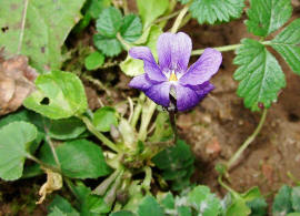 Viola odorata / Mrz-Veilchen / Violaceae / Veilchengewchse