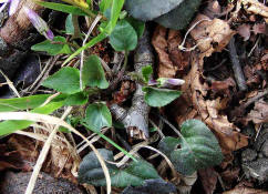 Viola reichenbachiana / Wald-Veilchen / Violaceae / Veilchengewchse