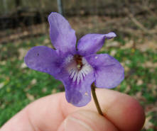 Viola reichenbachiana / Wald-Veilchen / Violaceae / Veilchengewchse