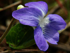 Viola riviniana / Hain-Veilchen / Violaceae / Veilchengewchse