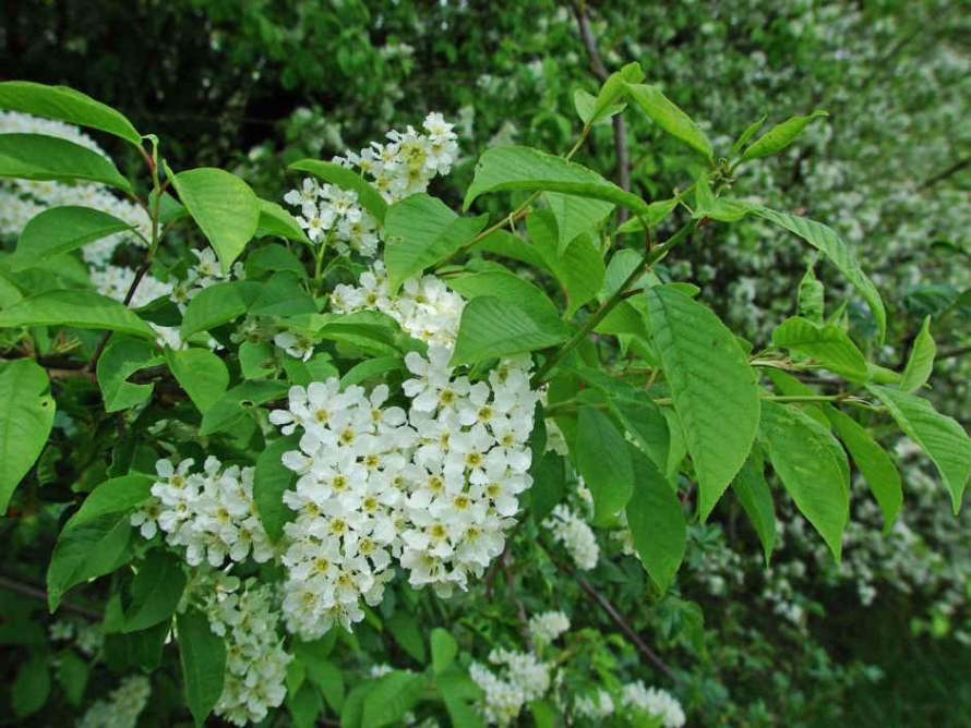 Prunus padus ssp. padus / Gewöhnliche Trauben-Kirsche / Ahl-Kirsche / Rosaceae / Rosengewächse