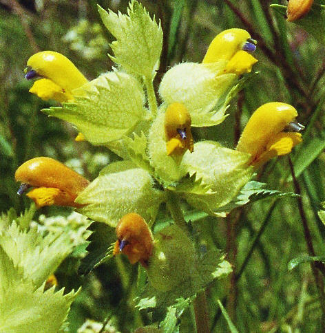 Rhinanthus alectorolophus / Zottiger Klappertopf / Sommerwurzgewächse / Orobanchaceae