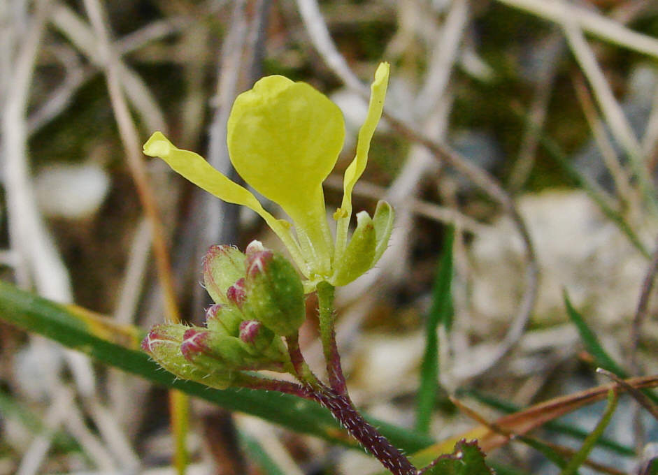 Sinapis arvensis / Acker-Senf / Brassicaceae / Kreuzblütengewächse