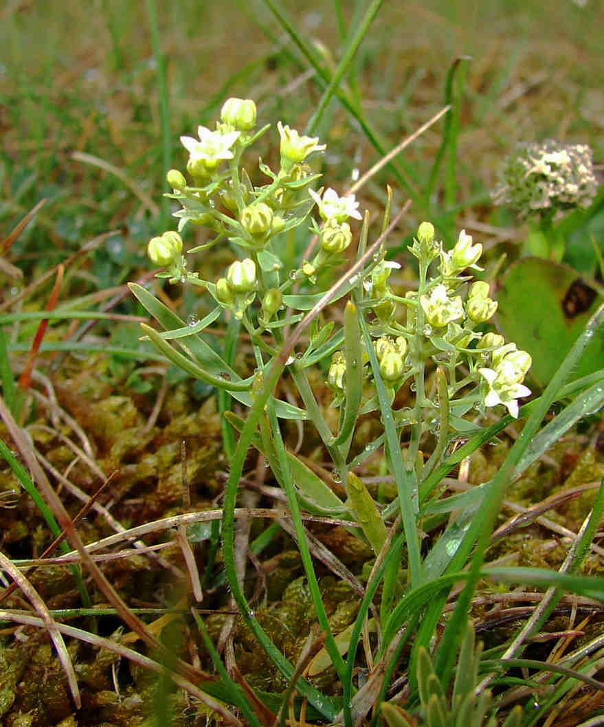 Thesium linophyllon / Mittleres Leinblatt / Santalaceae / Sandelgewächse