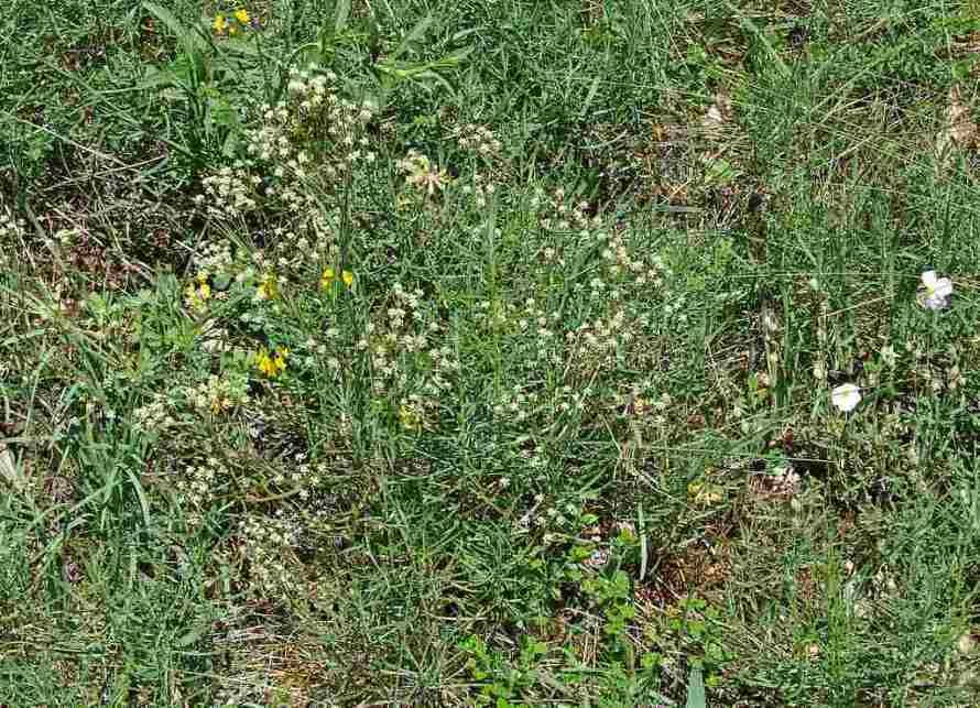 Trinia glauca / Blaugrüner Faserschirm / Apiaceae / Doldenblütengewächse