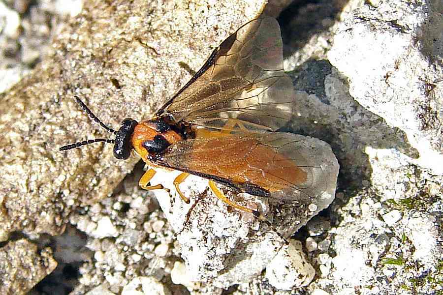 Athalia rosae / "Rübenblattwespe" / Echte Blattwespen - Tenthredinidae / Pflanzenwespen - Symphyta / Ordnung: Hautflügler - Hymenoptera