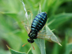 Abia nitens / Keulhornblattwespe / Keulhornblattwespen - Cimbicidae / Pflanzenwespen - Symphyta / Ordnung: Hautflgler - Hymenoptera