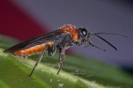 Dolerus madidus / Ohne deutschen Namen / Echte Blattwespen - Tenthredinidae / Pflanzenwespen - Symphyta / Ordnung: Hautflügler - Hymenoptera