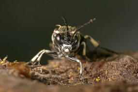 Macrophya alboannulata oder M. albicincta / "Blattwespe" / Echte Blattwespen - Tenthredinidae / Pflanzenwespen - Symphyta / Ordnung: Hautflgler - Hymenoptera
