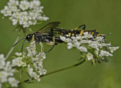 Macrophya montana / Blattwespe / Pflanzenwespen - Symphyta - Echte Blattwespen - Tenthredinidae (Paarung, links Mnnchen, rechts Weibchen)