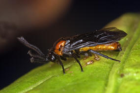 Schizocerella lineata / Purslane Sawfly / Bürstenhornblattwespen - Argidae / Blattwespenartige - Tenthredinoidea / Ordnung: Hautflügler -  Hymenoptera / Unterordnung: Pflanzenwespen - Symphyta