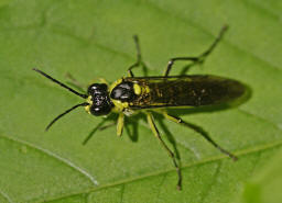 Tenthredo mesomela / "Blattwespe" / Echte Blattwespen - Tenthredinidae / Pflanzenwespen - Symphyta / Ordnung: Hautflgler - Hymenoptera