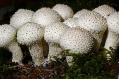 Lycoperdon perlatum / Flaschenstäubling / Flaschenbovist / Agaricaceae / Champignonverwandte