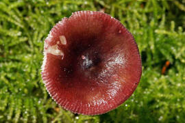 Russula queletii / Stachelbeer-Täubling / Russulaceae / Täublingsverwandte