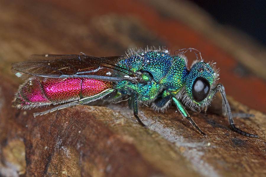 Chrysis ignita / Feuergoldwespe / Goldwespen - Chrysididae / Ordnung: Hautflügler - Hymenoptera