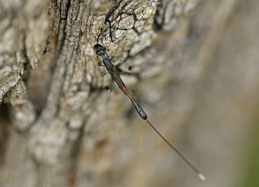 Gasteruption jaculator / "Gichtwespe" / Gasteruptiidae - Schmalbauchwespen / Hautflügler - Hymenoptera