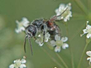 Tiphia femorata / Rollwespe / Tiphiidae - Rollwespen / Ordnung: Hautflgler - Hymenoptera
