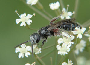 Tiphia femorata / Rollwespe / Tiphiidae - Rollwespen / Ordnung: Hautflgler - Hymenoptera