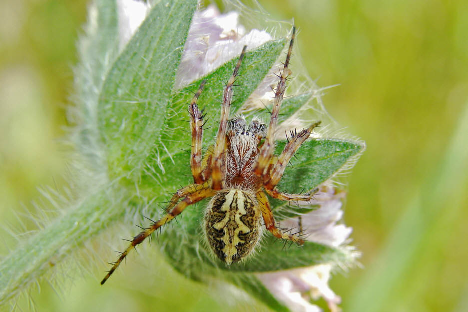 Aculepeira ceropegia / Eichblatt-Radspinne / Familie: Araneidae - Echte Radnetzspinnen / Ordnung: Webspinnen - Araneae