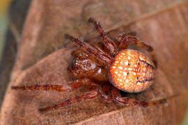 Araneus alsine / Sumpf-Kreuzspinne (auch Erdbeerspinne) / Araneidae - Echte Radnetzspinnen / Ordnung: Webspinnen - Araneae
