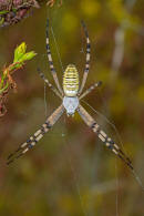 Argiope bruennichi / Wespenspinne / Araneidae - Echte Radnetzspinnen / Ordnung: Webspinnen - Araneae