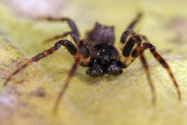 Cyclosa oculata / "Kreisspinne" / Araneidae - Echte Radnetzspinnen / Ordnung: Webspinnen - Araneae
