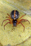 Hypsosinga pygmaea / "Glanzspinne" / Araneidae - Echte Radnetzspinnen / Ordnung: Webspinnen - Araneae