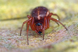 Hypsosinga sanguinea / Rote Glanzspinne / Araneidae - Echte Radnetzspinnen / Ordnung: Webspinnen - Araneae