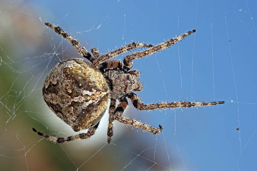 Araneus circe / Ohne deutschen Namen / Araneidae - Echte Radnetzspinnen / Ordnung: Webspinnen - Araneae