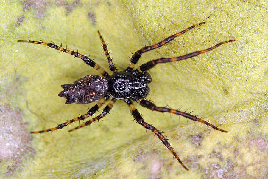 Cyclosa oculata / "Kreisspinne" / Araneidae - Echte Radnetzspinnen / Ordnung: Webspinnen - Araneae