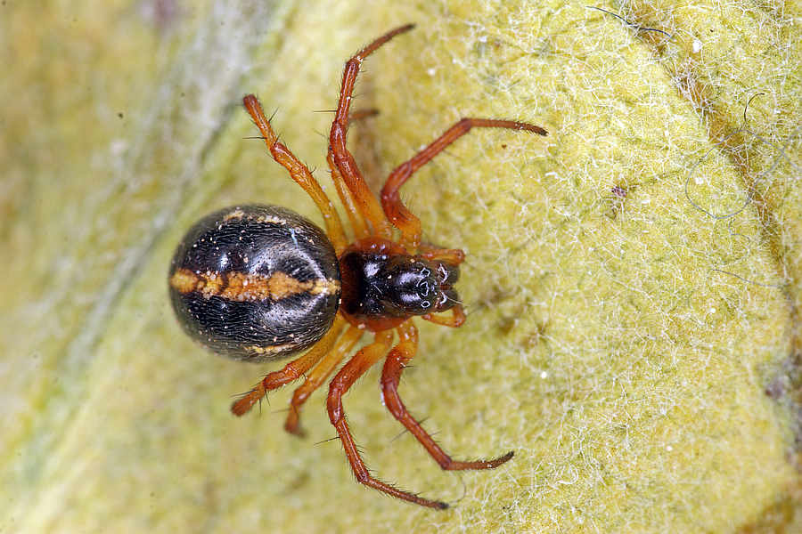 Hypsosinga pygmaea / "Glanzspinne" / Araneidae - Echte Radnetzspinnen / Ordnung: Webspinnen - Araneae