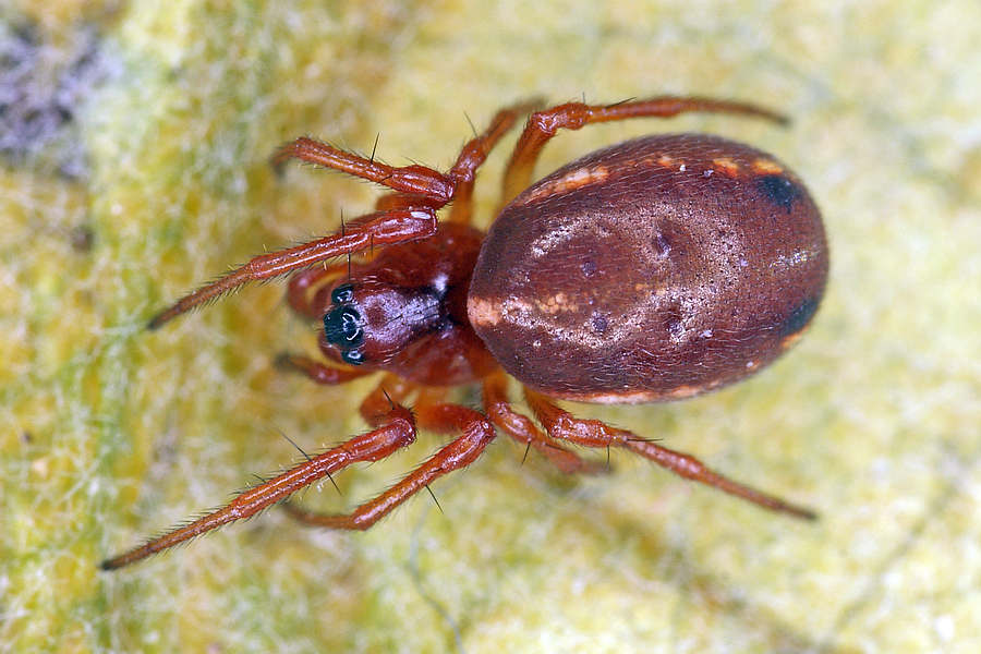 Hypsosinga sanguinea / Rote Glanzspinne / Araneidae - Echte Radnetzspinnen / Ordnung: Webspinnen - Araneae