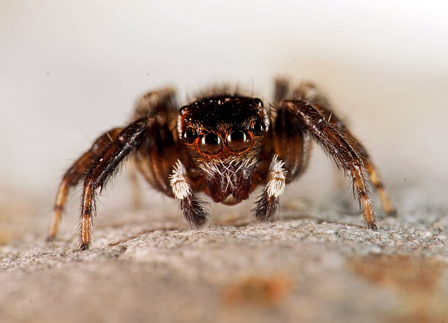 Evarcha jucunda / Ohne deutschen Namen / Springspinnen - Salticidae / Ordnung: Webspinnen - Araneae